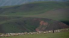 Туристы в Грузии поработают пастухами