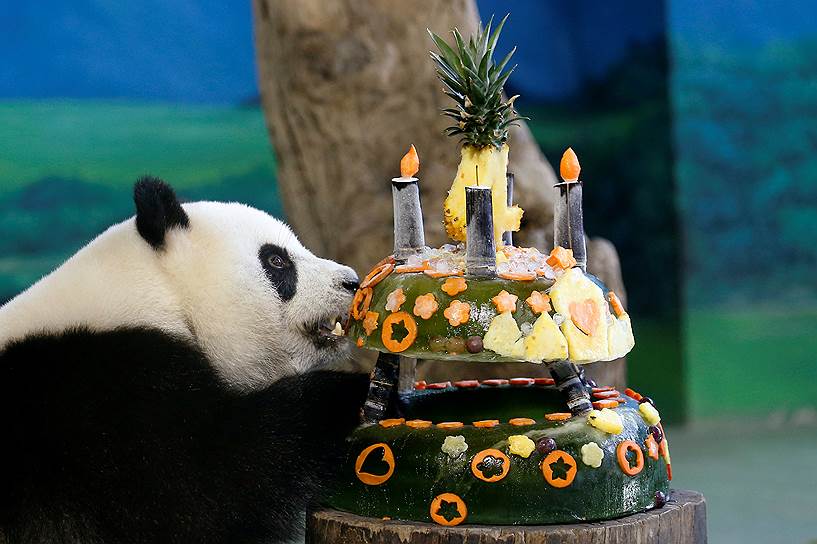 Тайбэй, Тайвань. Большая панда Юань Зай ест торт изо льда и фруктов, приготовленный ко дню ее рождения