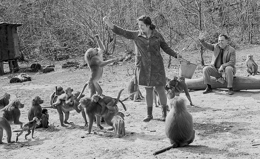 В 70-е годы сухумский питомник стал мировым центром приматологии