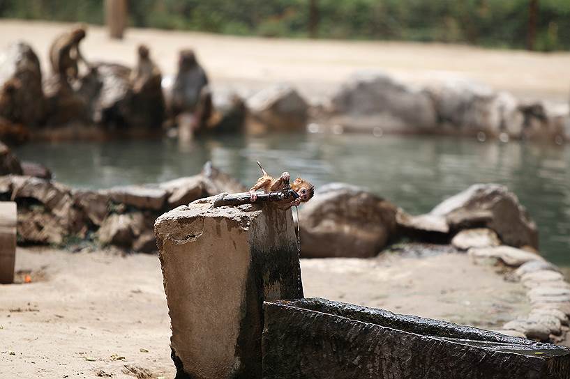Хэнань, Китай. Маленькая макака пьет воду в зоопарке