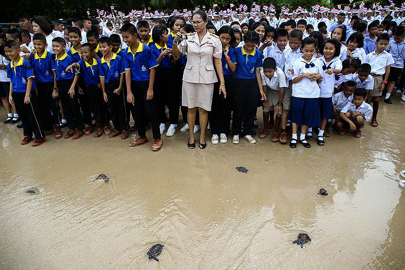 Чонбури, Таиланд. Доброжелатели выпускают морских черепах в Центре сохранения морских черепах в рамках празднования предстоящего 65-летнего юбилея короля Таиланда