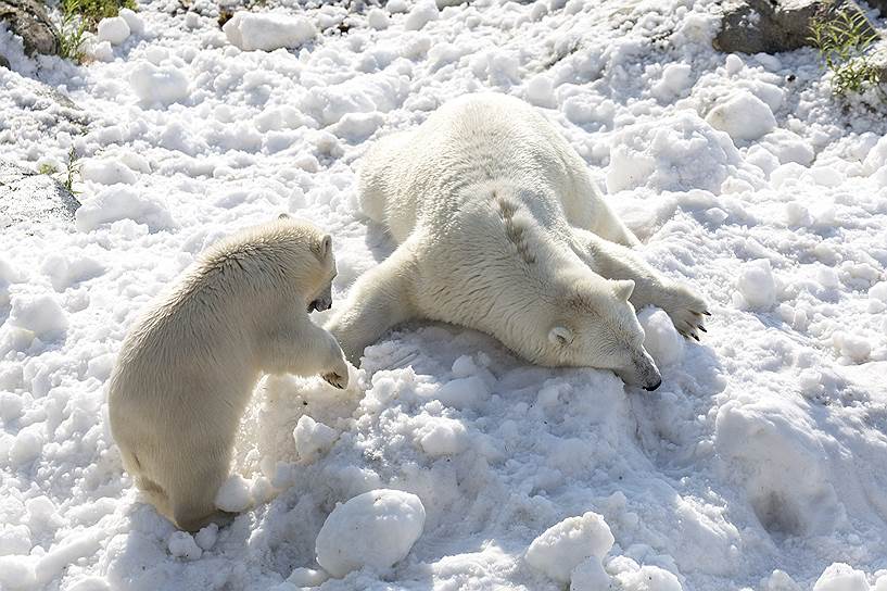 Белая медведица Винус и ее восьмимесячный детеныш в финском зоопарке Рануа