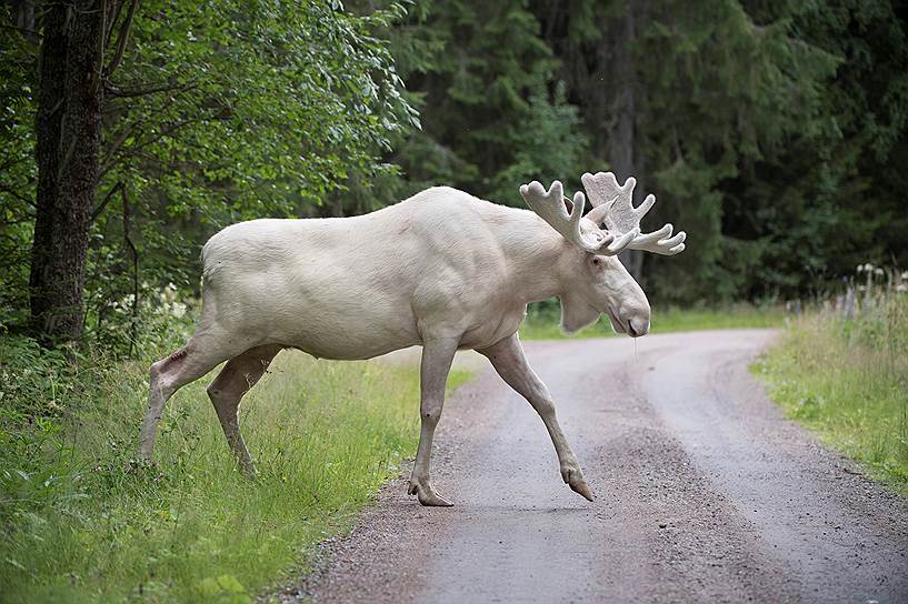 Гуннарског, Швеция. Редкий белый лось на дороге в провинции Вермланд 