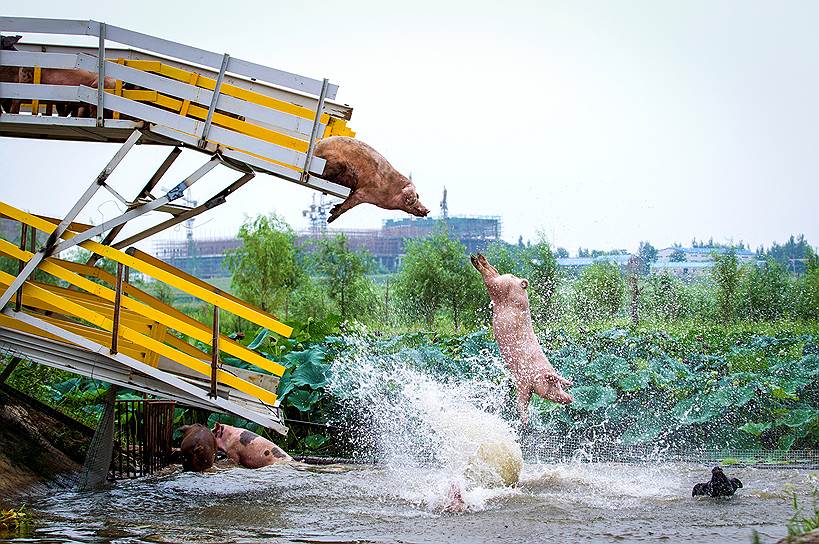 Шеньян, Китай. Свиней сталкивают с платформы в воду во время ежедневной тренировки  на свиной ферме