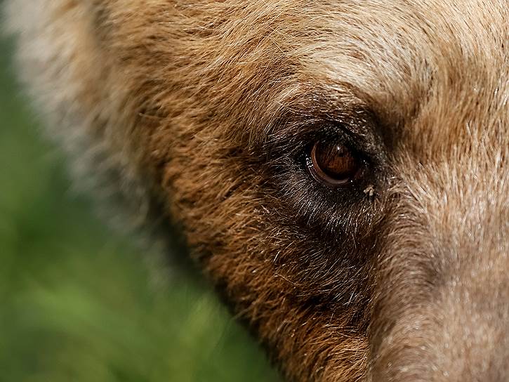 Житомир, Украина. Бурый медведь в приюте для медведей. В настоящее время в приюте проживают пять спасенных медведей, с которыми плохо обращались в цирках, частных зоопарках и ресторанах 