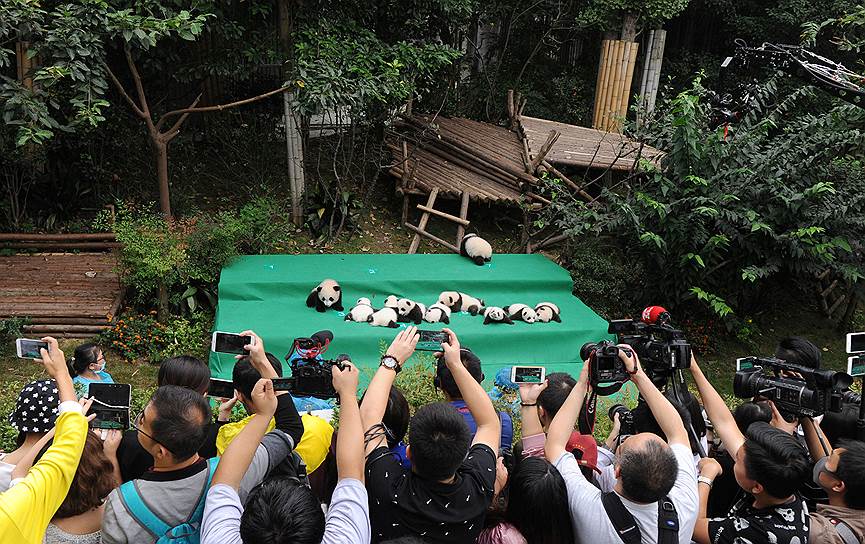 Чэнду, Китай. Люди фотографируют детенышей большой панды