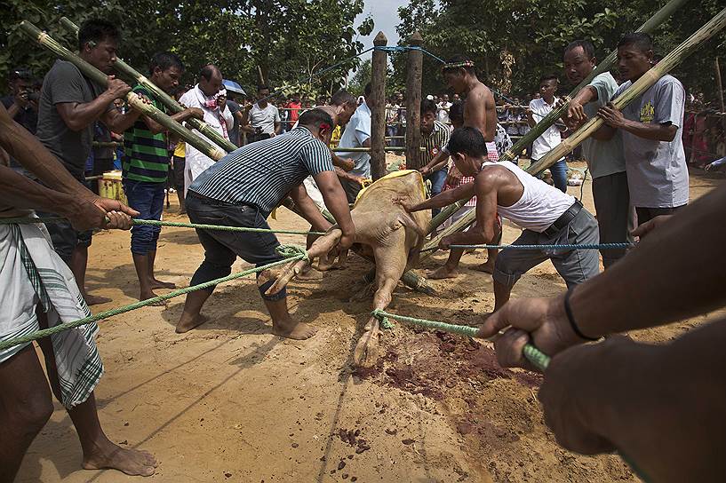 Гувахати, Индия. Местные жители готовятся принести в жертву буйвола