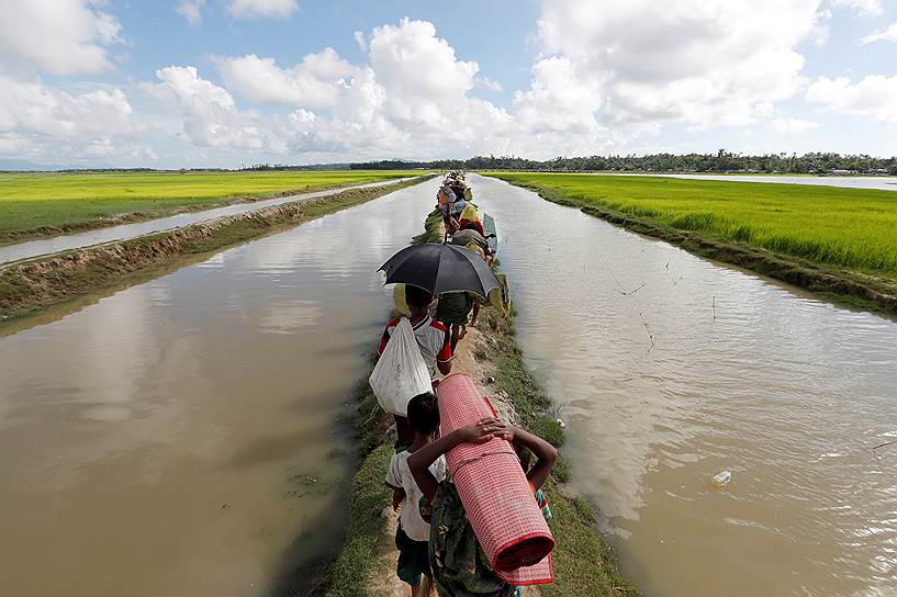 Кокс-Базар, Бангладеш. Беженцы-рохинджа идут по рисовому полю после пересечения границы Мьянмы и Бангладеш