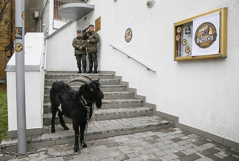 Киев, Украина. Активисты «Национального корпуса» запустили козу на территорию посольства Чехии в знак протеста против высказываний президента Чехии Милоша Земана о Крыме