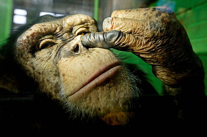 Красноярск, Россия. 12-летняя шимпанзе Анфиса в зоопарке «Роев ручей»