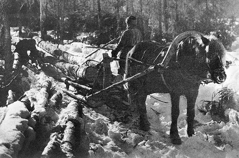К середине 1920-х в некоторых центральных губерниях леса были вырублены на 15–20 лет вперед