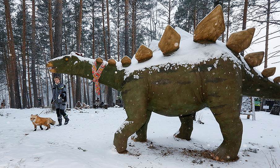 Красноярск, Россия. Сотрудник зоопарка «Роев Ручей» выгуливает лису 