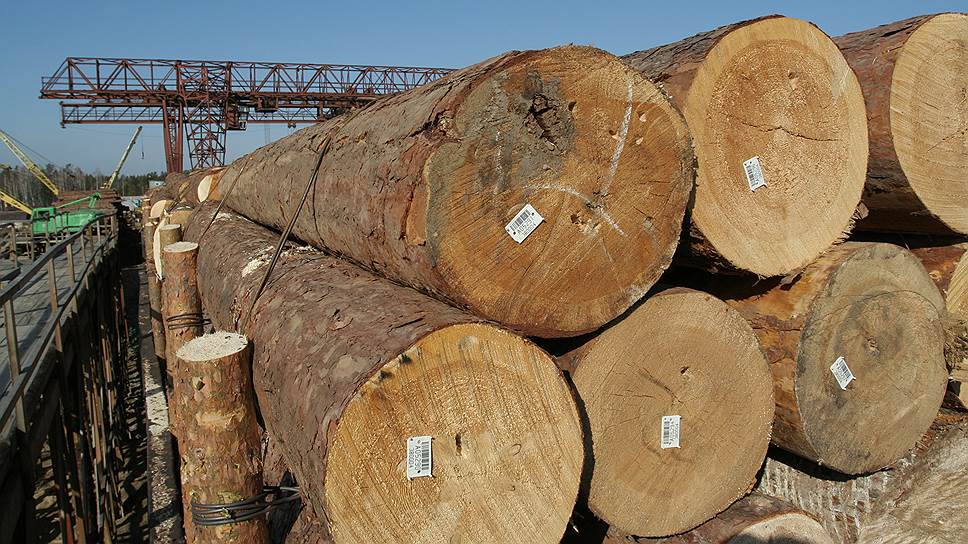 В Генпрокуратуре увидели риск потери «наиболее ценных» лесов из-за незаконных рубок
