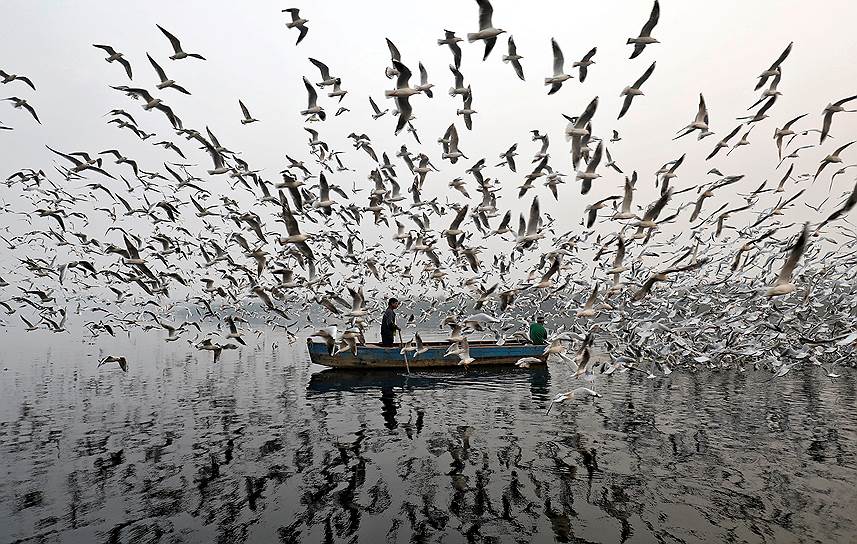 Река Джамна, Нью-Дели, Индия. Местные жители кормят с лодки чаек туманным утром