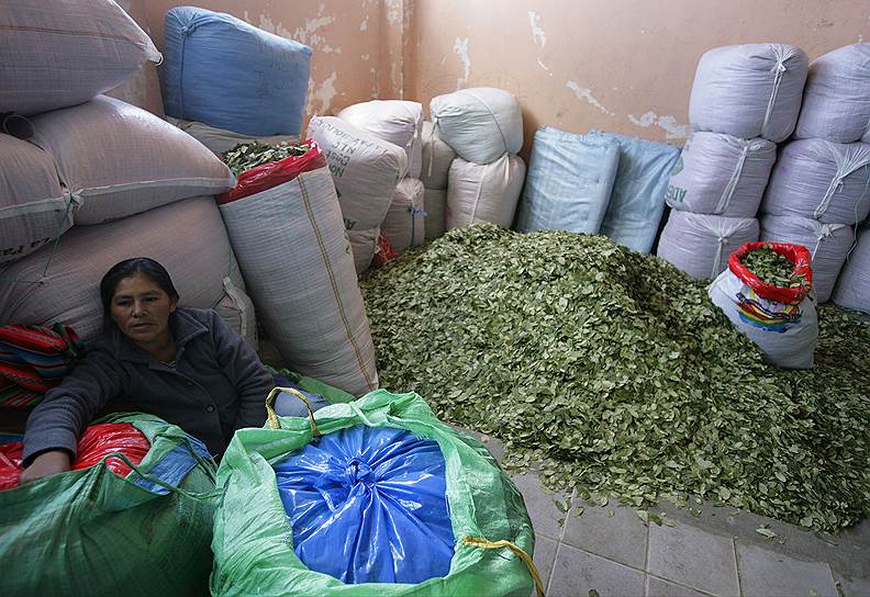 В Боливии выращивание коки частично легализовано — в рамках ежегодных квот