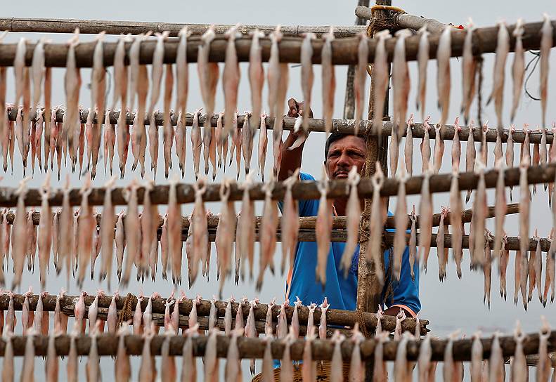 Мумбаи, Индия. Мужчина развешивает рыбу на бамбуковых столбах в рыбацкой деревне