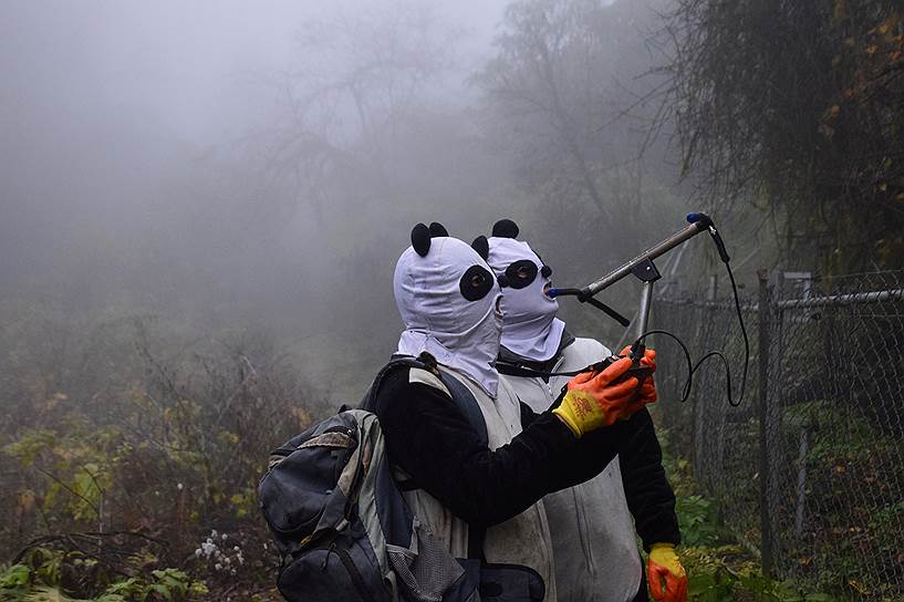 Волун, провинция Сычуань, Китай. Работники заповедника в масках панд с помощью специального прибора выясняют, где находится одно из животных