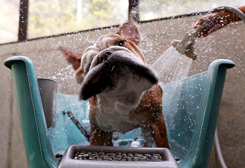 Сингапур. Английский бульдог принимает душ в роскошном отеле для животных The Wagington Luxury Pet