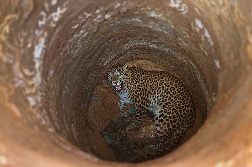 Гаухати, Индия. Самка леопарда упала в сухой колодец