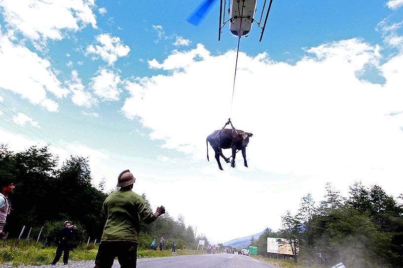 Санта-Лусия, Чили. Спасатели эвакуируют корову, чтобы спасти от оползня 