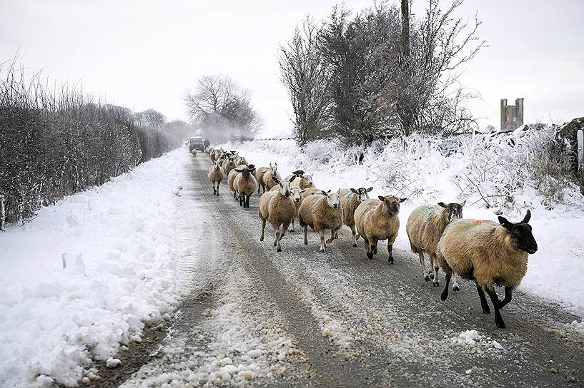 Котсуолд, графство Глостершир (Англия). Выпас овец