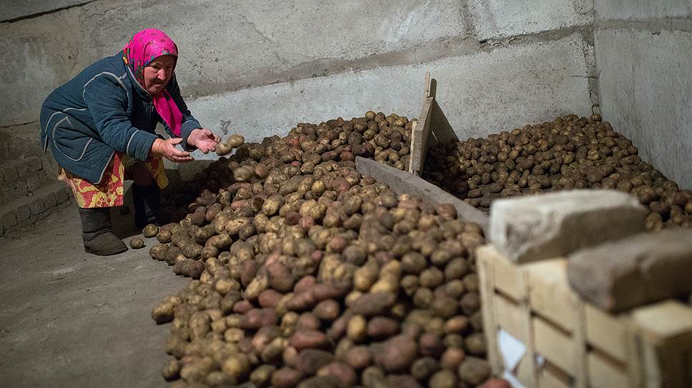В России снизилась самообеспеченность картофелем