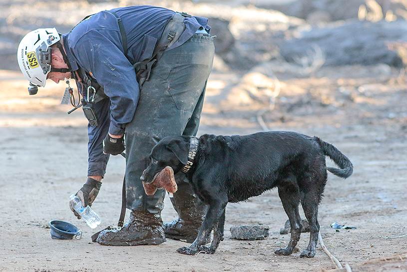 Монтесито, штат Калифорния (США). Спасатель и служебная собака во время поисковой операции после схода оползня