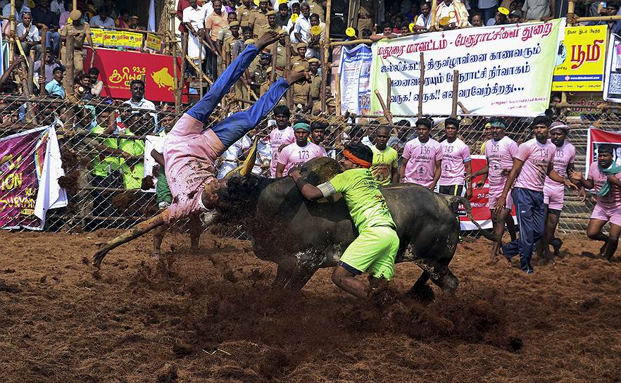 Паламеду, Индия. Традиционный фестиваль укрощения быков Джаликатту