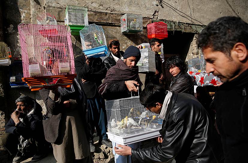 Кабул, Афганистан. Продавец птиц показывает канареек покупателям