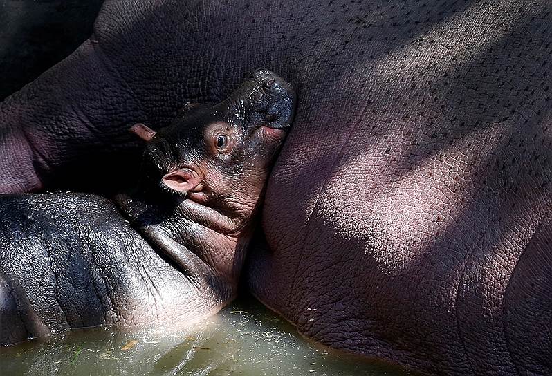 Бангалор, Индия. Новорожденный бегемот отдыхает в национальном парке Баннергхатта 