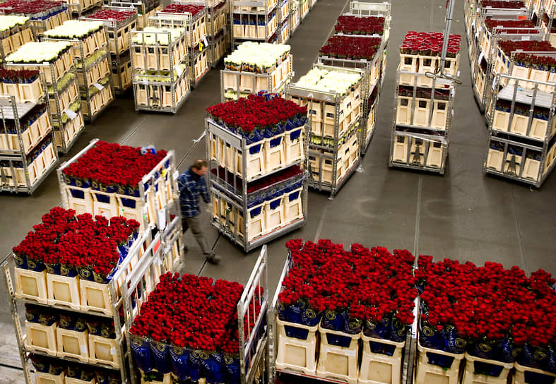 Крупнейшими производителями цветов являются такие страны, как Нидерланды, Кения, Колумбия и Израиль     