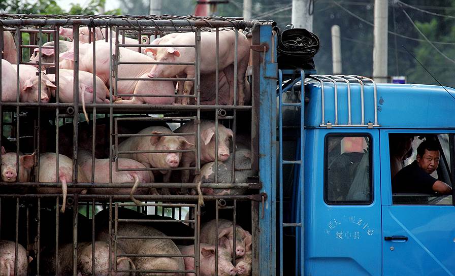 Китайские свиньи набирают вес на американском корме
