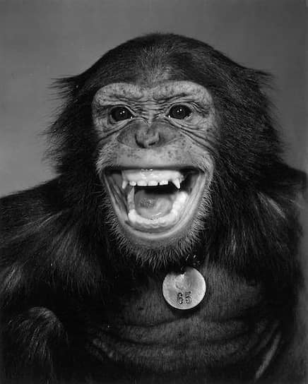 В мае 2011 года на аукционе Bonhams за $12,2 тыс. был продан &lt;B>медный шейный ярлык Хэма&lt;/B> — первого шимпанзе, запущенного в космос. Обезьяна носила ярлык №65 на борту корабля Mercury-Redstone в 1961 году