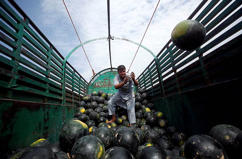 Пешавар, Пакистан. Рабочий выгружает арбузы из грузовика