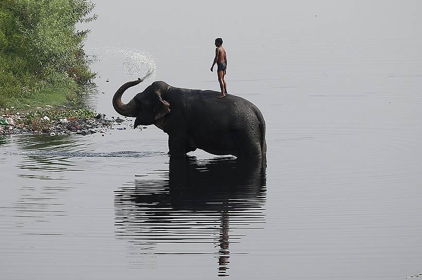 Нью-Дели, Индия. Погонщик с купающимся слоном на реке Ямуна