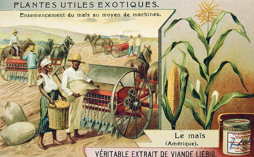 Кукуруза — неплохой вариант «антигосударственного» земледелия, но уступающий корнеплодам