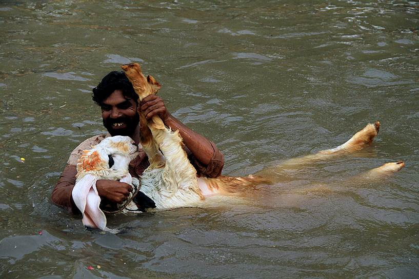 Лахор, Пакистан. Мужчина охлаждается со своим домашним козлом во время жары
