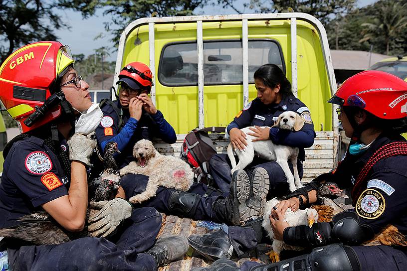 Спасатели с животными, эвакуированными из зоны стихийного бедствия