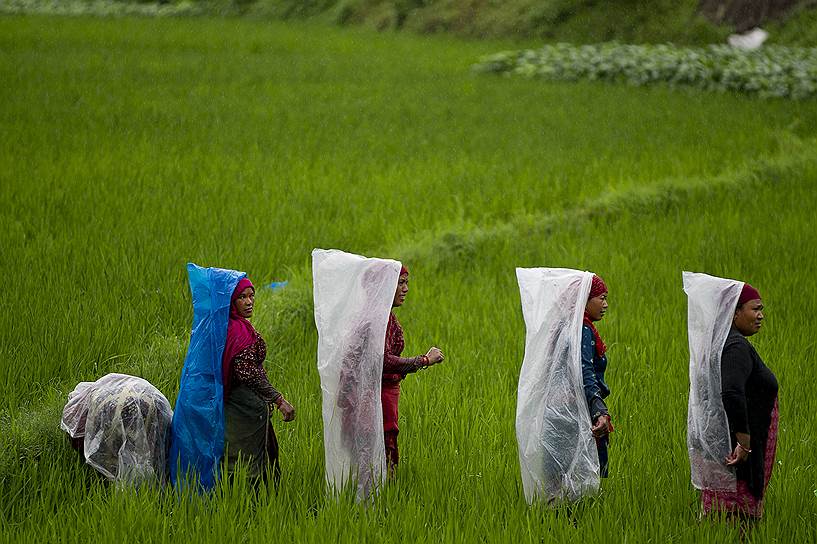 Катманду, Непал. Работники фермерского хозяйства во время дождя