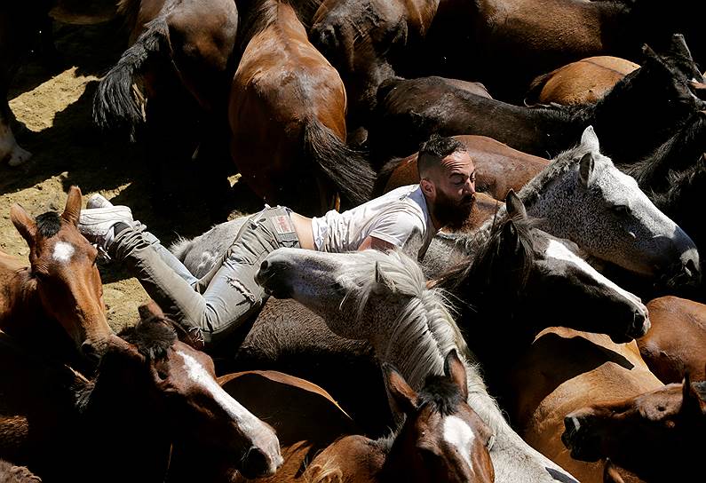 Сабукедо, Испания. Местный житель пытается оседлать дикую лошадь во время традиционного праздника Рапа-дас-Бестас