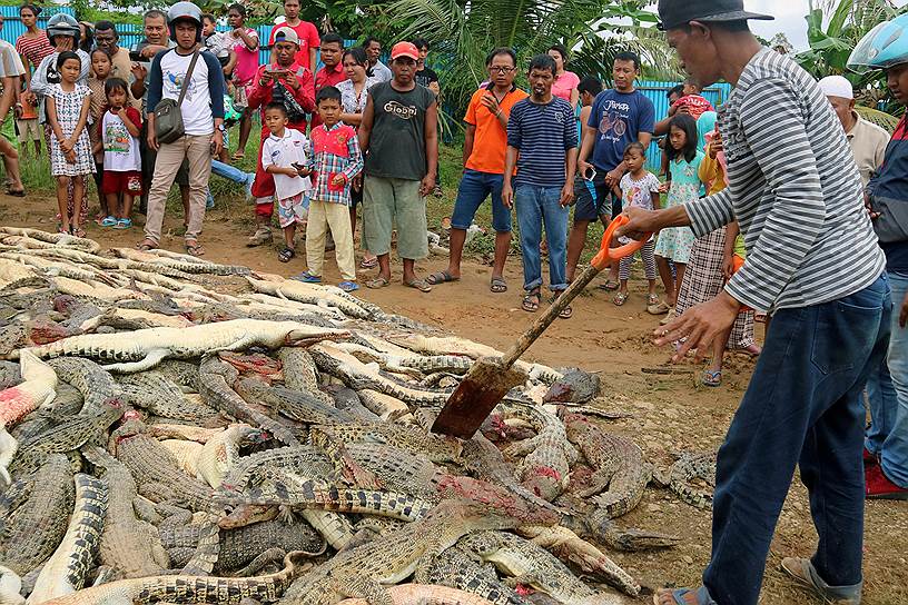 Соронг, Индонезия. Местные жители рядом с тушами крокодилов, убитых местными жителями после того, как один из них загрыз человека до смерти 