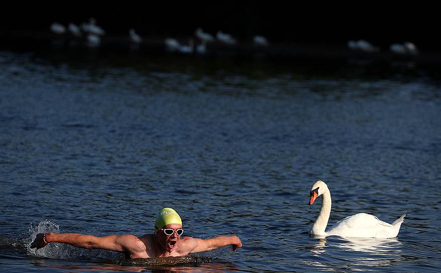 Лондон, Великобритания. Мужчина плавает в озере Серпентайн, расположенном в Гайд-парке