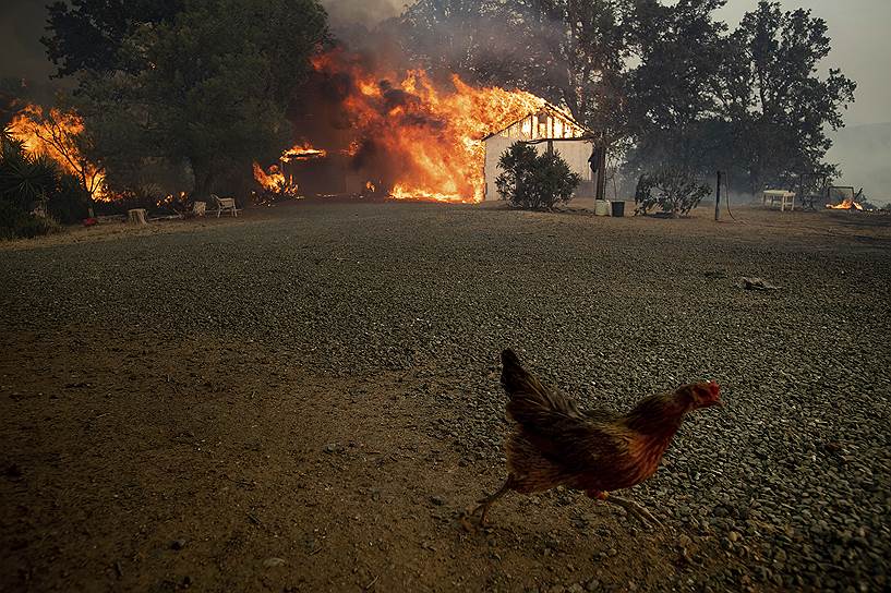 Лейкпорт, штат Калифорния, США. Курица убегает от пожара