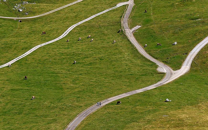 Гора Зентис, Швейцария. Туристы идут по горной дороге мимо пасущихся коров