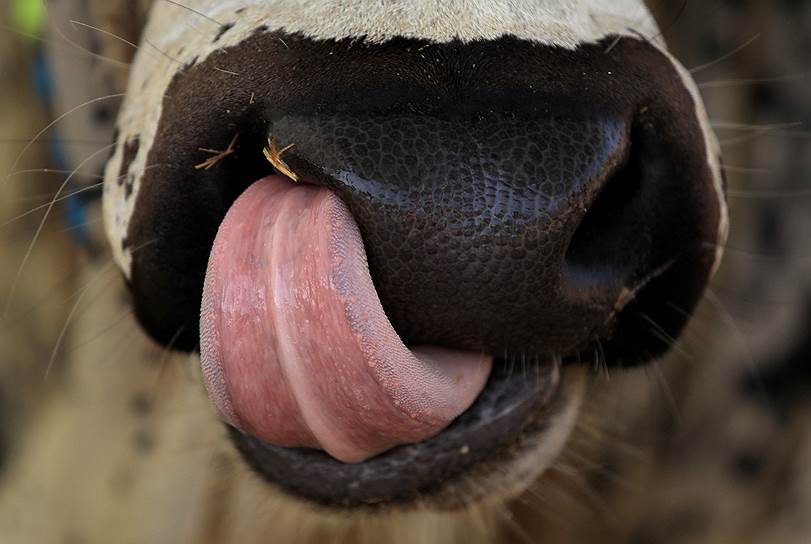 Пешавар, Пакистан. Жертвенная корова на рынке в преддверии Курбан-байрама