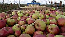 Полиция оценит урожай яблок