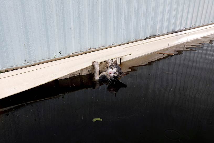 Бергоу, Северная Каролина, США. Кот держится за трейлер во время наводнения перед своим спасением