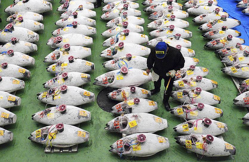 Токио, Япония. Покупатель выбирает замороженного тунца на недавно открытом рыбном рынке