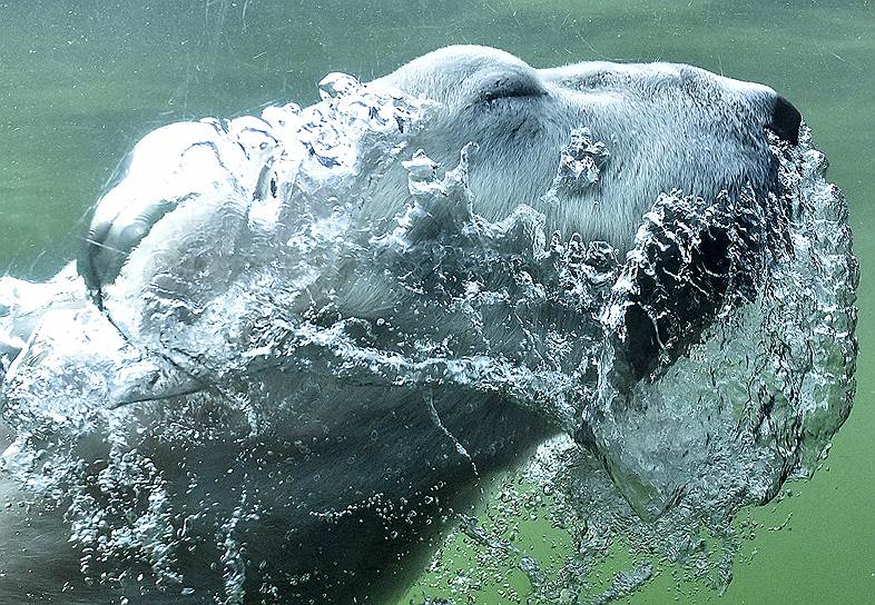 Гельзенкирхен, Германия. Белый медведь ныряет в бассейн в зоопарке