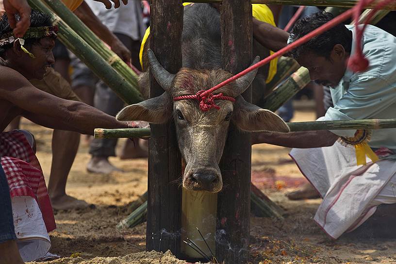 Гаухати, Индия. Жертвоприношение буйвола во время фестиваля Дурга-пуджа — индуистского праздника поклонения богине Дурге